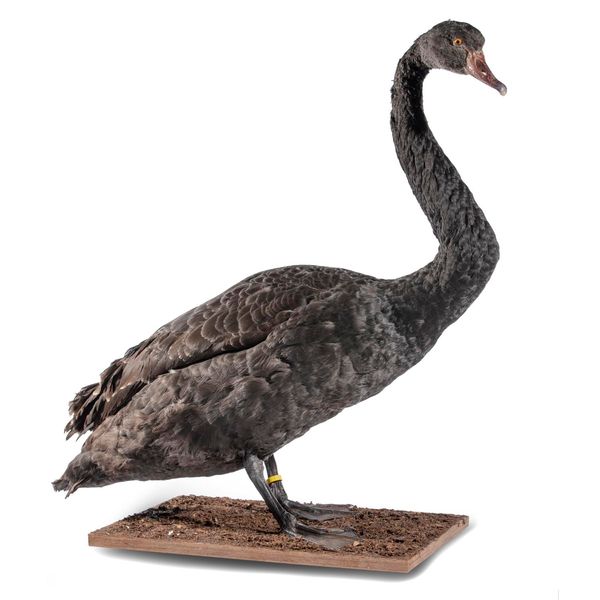 A Black swan full mount  recent  74cm high