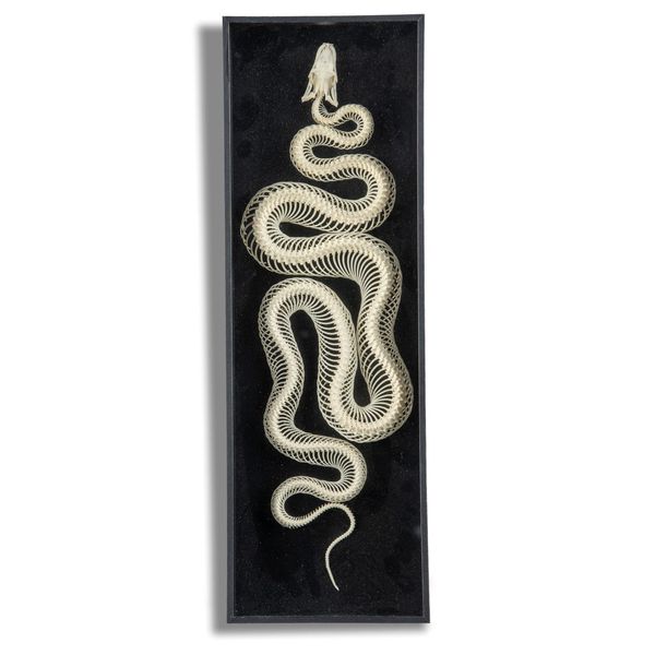 A Python skeleton in glass case recent 60cm high