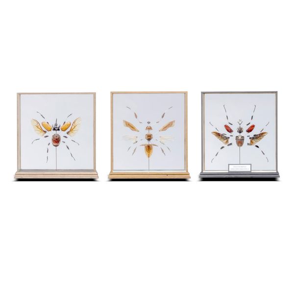 A set of 3 exploded beetles  modern the largest 34cm high by 32cm wide 