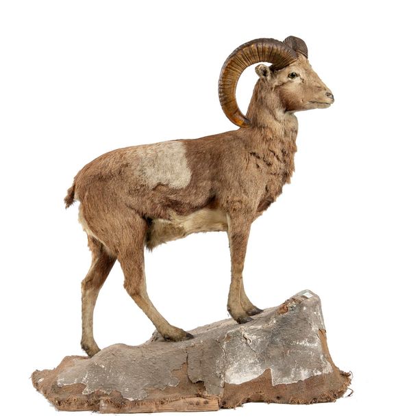A Mouflon Ram full mount on base