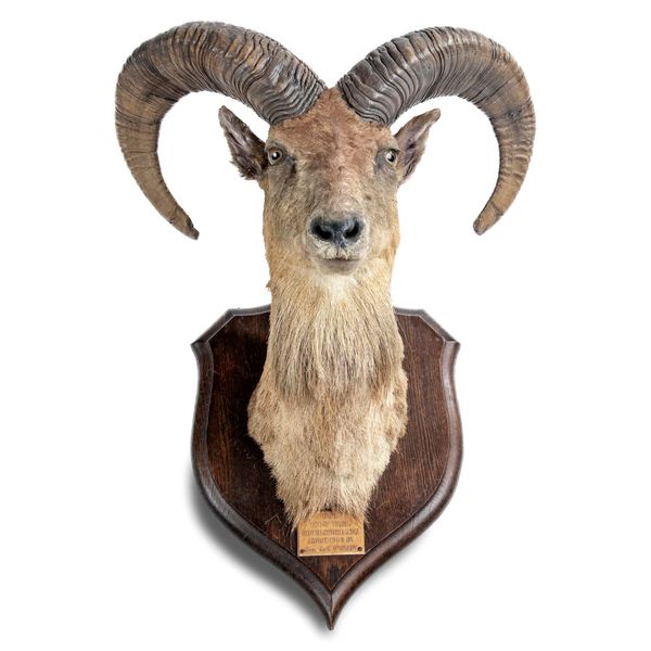 A Punjab Urial on Rowland Ward shield early 20th century with label ‘Ibex (Goat Tribe), Shot in Central India about 1903 by Gen de O‘Grady 74cm high