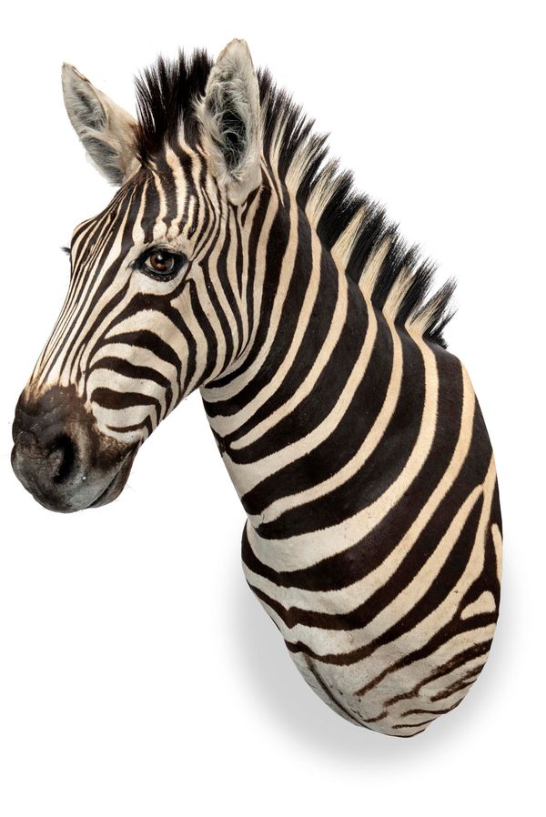 A Zebra head
