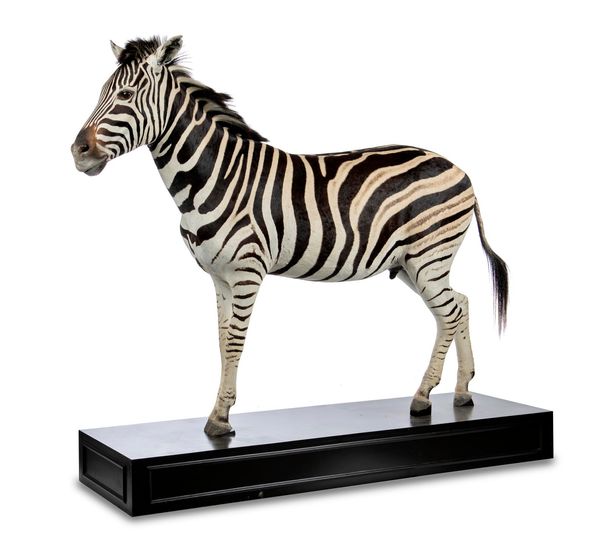 A full mount Zebra recent 185cm high