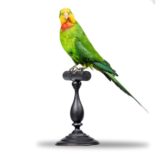 A superb parrot on stand recent 40cm high overall