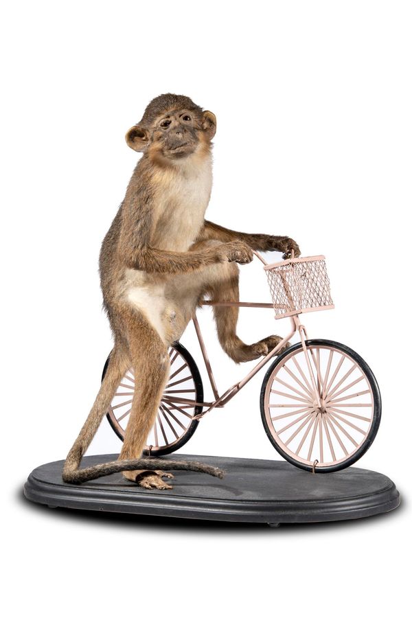 A Monkey (Golden bellied mangabey) on bicycle