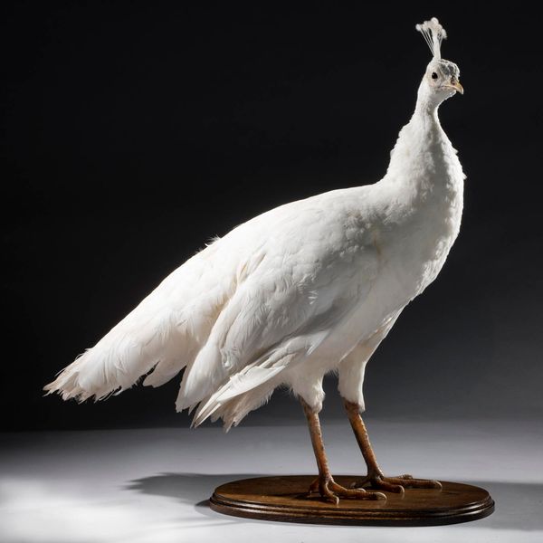 A white Peahen