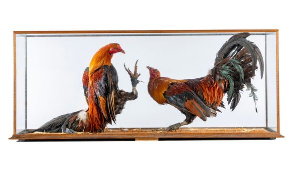 An impressive case of two fighting cocks circa 1980s 50cm high by 120cm wide