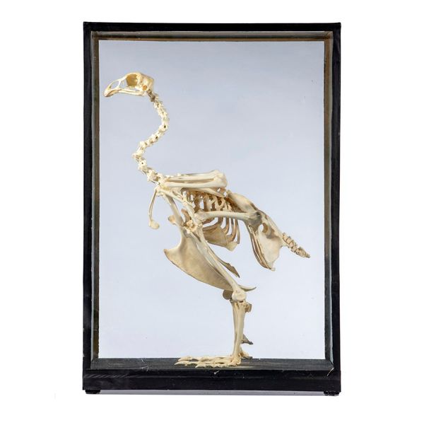 A large Cockerel skeleton in case