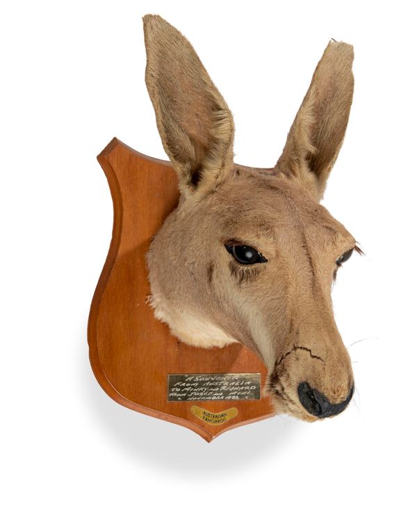 A preserved head of a Kangaroo on shield  dated 1890 29cm high  This highly unusual trophy is twentieth century in origin.