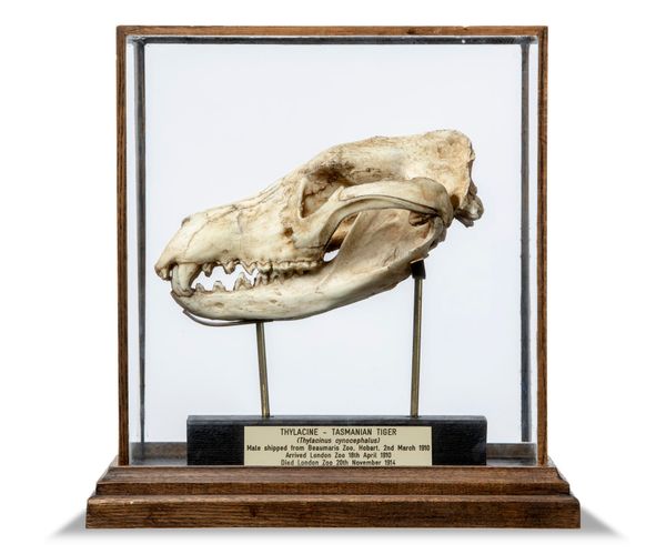 A replica Thylacine skull by Luke Williams recent 36cm high by 35cm wide The cast of the Thylacine skull was taken directly from the skull of an...