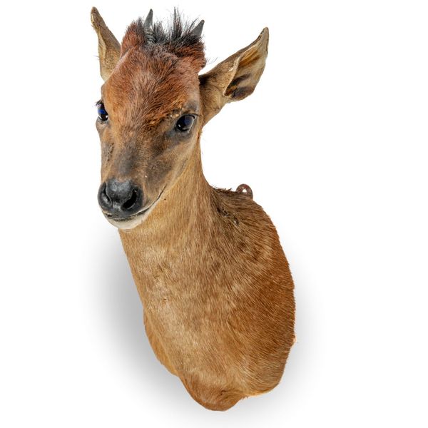 A Red-flanked duiker head mount