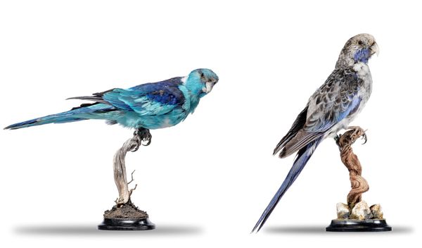 Two Rosella parrots recent 23cm high overall These highly unusual and beautiful colour variants date from the early twentieth century, and are very...