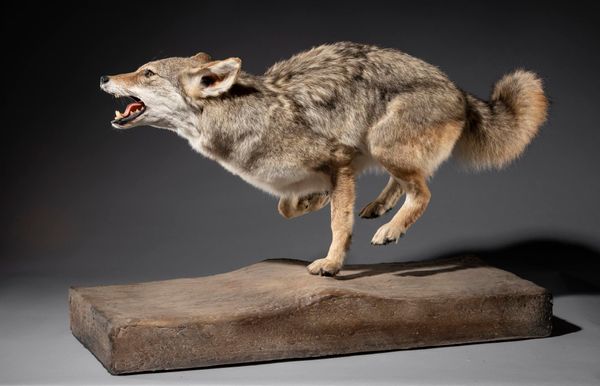 A Coyote full mount on stand recent 99cm wide