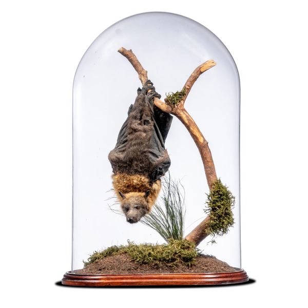 A Grey-headed hanging bat in glass dome recent 53cm high