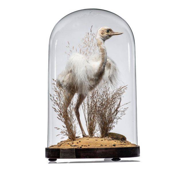 A white Rhea chick in glass dome