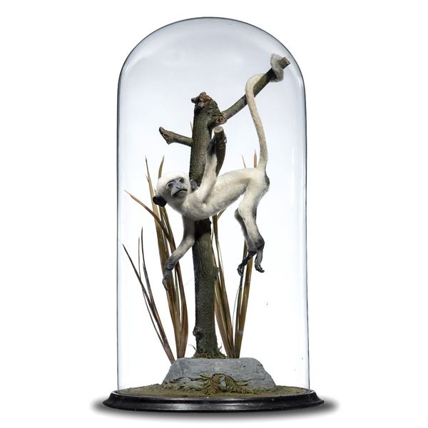 A young Silver Leafed Langur monkey in glass dome recent 69cm high