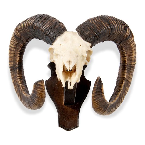 A pair of Rams head trophies on shields