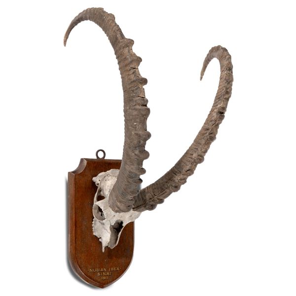A Nubian Ibex trophy on shield dated 1911 60cm high by 37cm wide