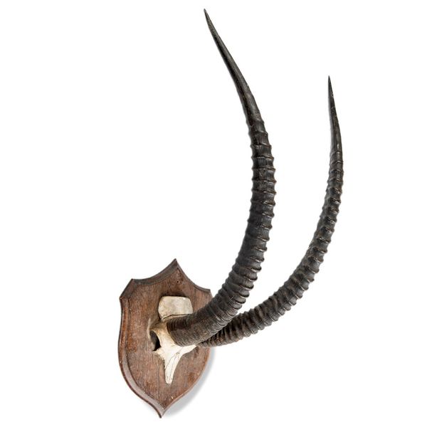 Rowland Ward: A Sable antelope trophy on shield early 20th century 103cm high
