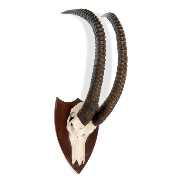 A large Sable antelope trophy on shield  modern 107cm high by 40cm diameter  
