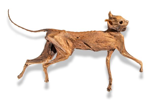A mummified cat English, possibly Medieval 65cm by 41cm