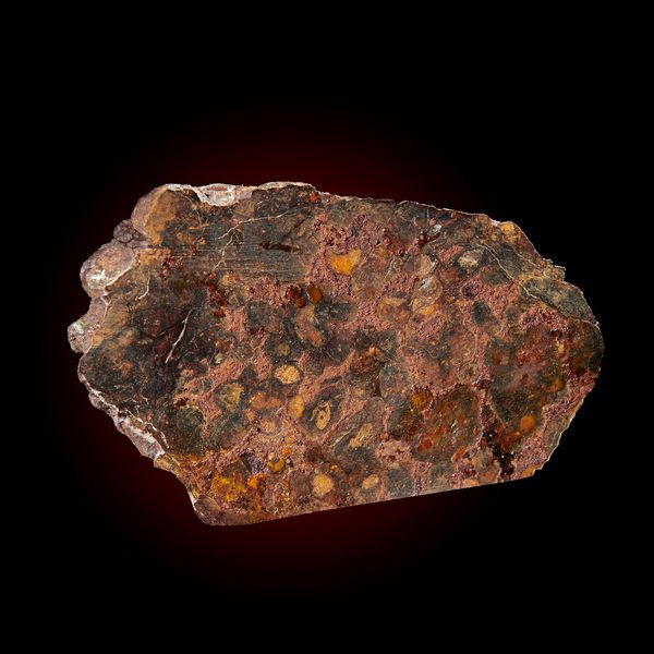 A Pallasite meteorite end slice Sericho Fall 8.5cm, 187g