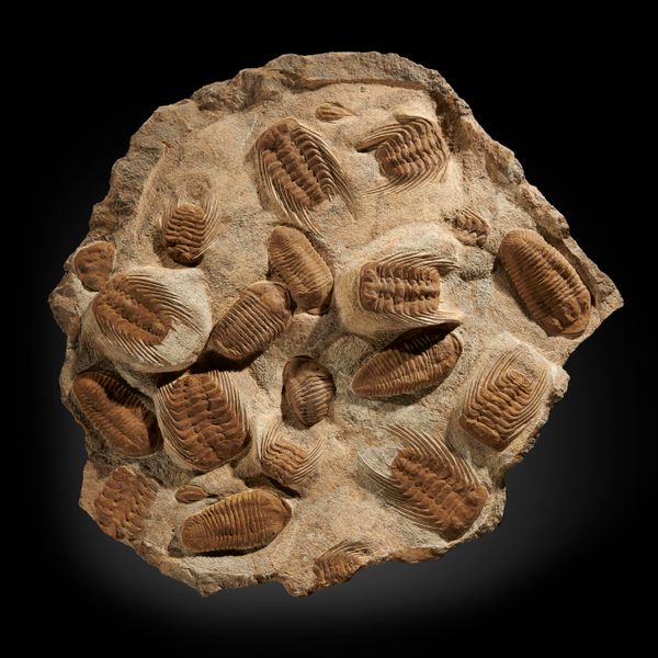 A trilobite plaque Cambrian, Moroccan 90cm by 47cm