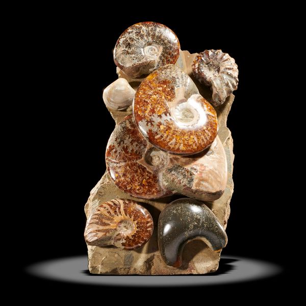 A block of various ammonites Majunga, Madagascar, Albian, early Cretaceous 23cm high