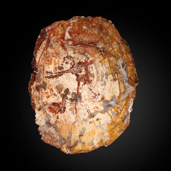 A fossil wood slice Triassic period, Madagascar 53cm by 40cm