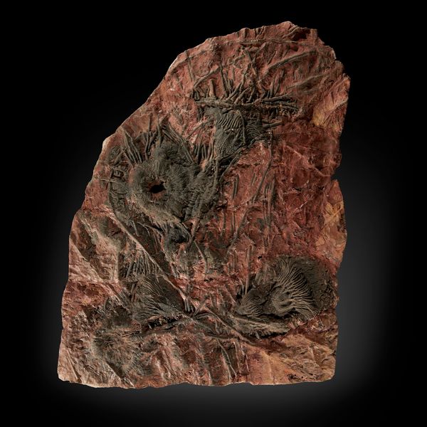 A crinoid plaque Upper Silurian, Moroccan 79cm high