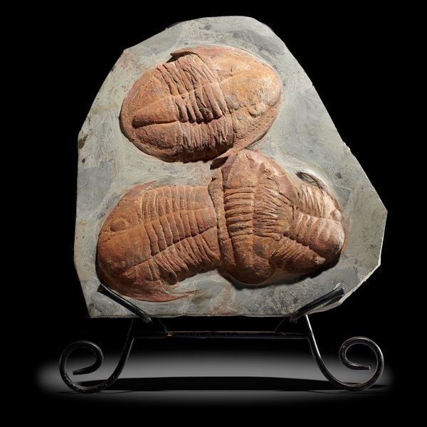 An asaphus trilobite plate on metal easel stand Ordovician period, Atlas mountains, Morocco overall 56cm high