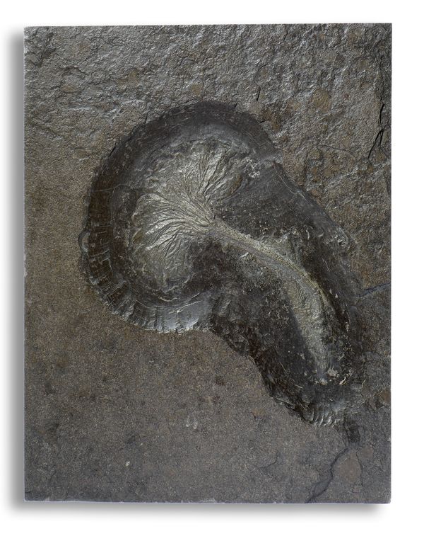 A Crinoid (Sea Lily) plaque Holzmaden, Germany, Jurassic 46cm high by 35cm wide The fossil locality at Holzmaden in Germany is celebrated for...