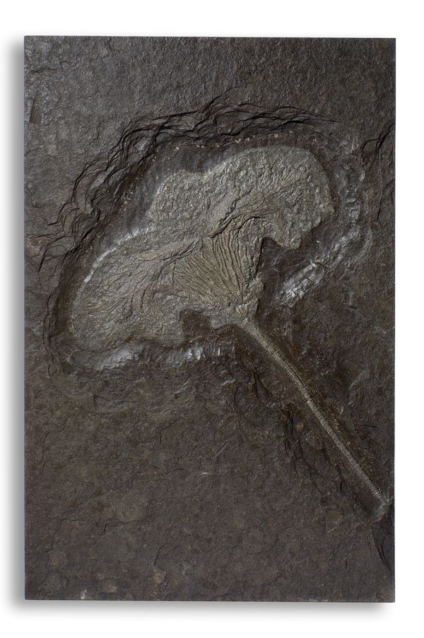 A Crinoid (Sea Lily) plaque Holzmaden, Germany, Jurassic 60cm high by 40cm wide