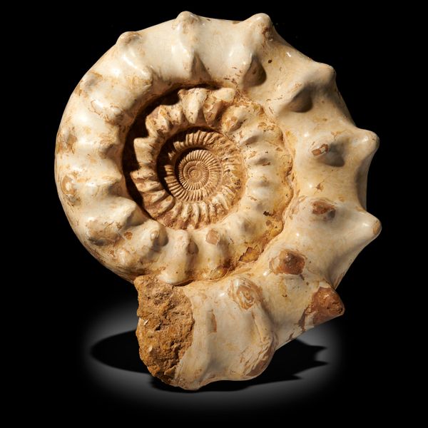 A large polished ammonite Madagascar 57cm wide