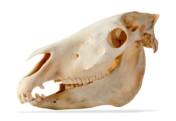 A zebra skull recent 54cm