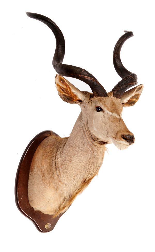 A greater Kudu head on wooden shield with data 1998 155cm high by 83cm deep