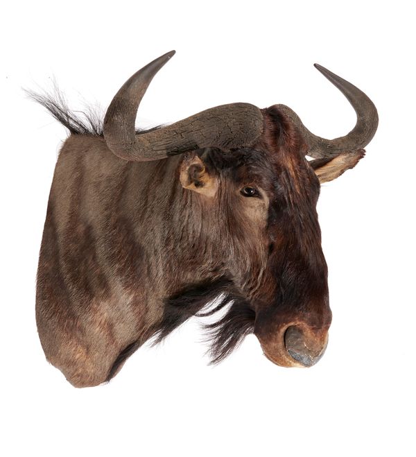 A wildebeest head mount recent 66cm deep