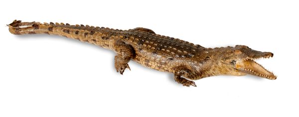 A full mount Nile crocodile  Madagascar, modern on metal stand 107cm long Import permit: IT/IM/2016/MCE/03579