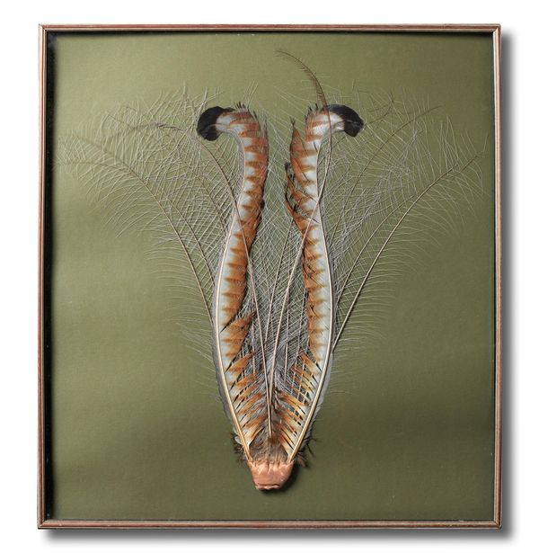 A framed lyre bird tail modern 83cm high by 76cm wide