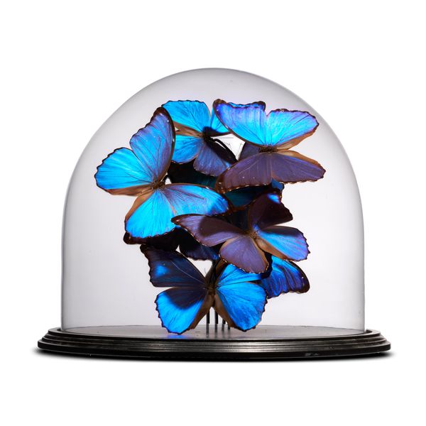 A large dome of Morpho butterflies 35cm high
