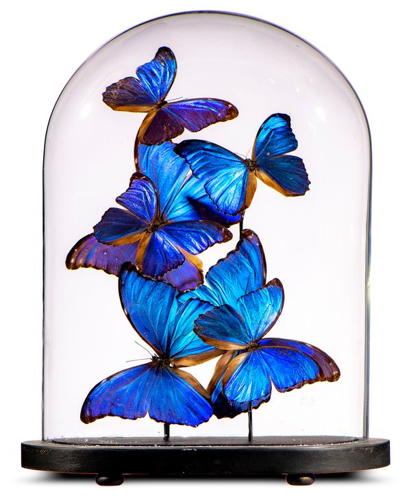 A display of colourful butterflies under glass dome  modern 38cm high