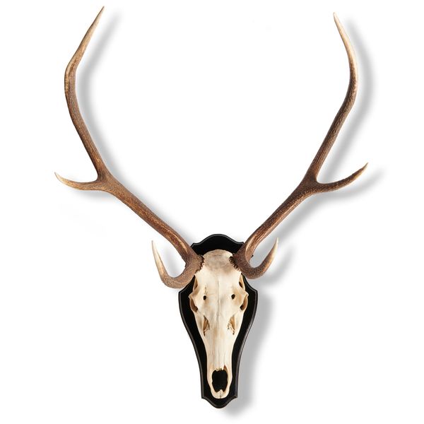 Two shield mounted Red deer trophies recent the larger 117cm by 78cm