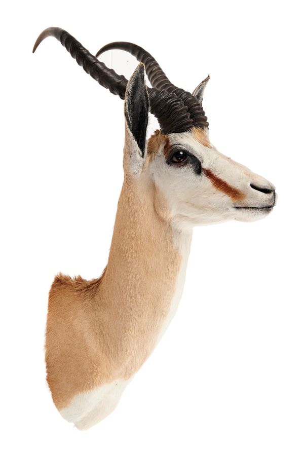 Two Soemmerring‘s gazelle heads recent the larger 70cm high by 43cm wide