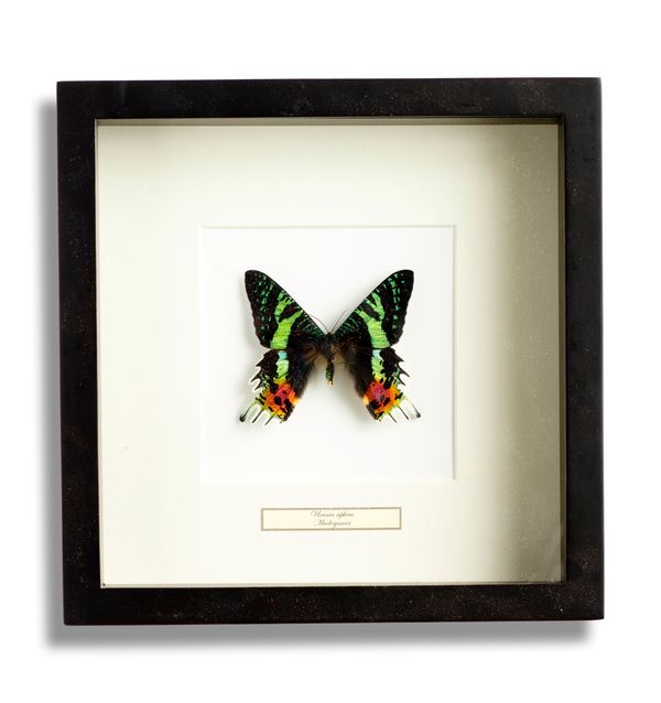 A set of four framed insects modern 25cm square