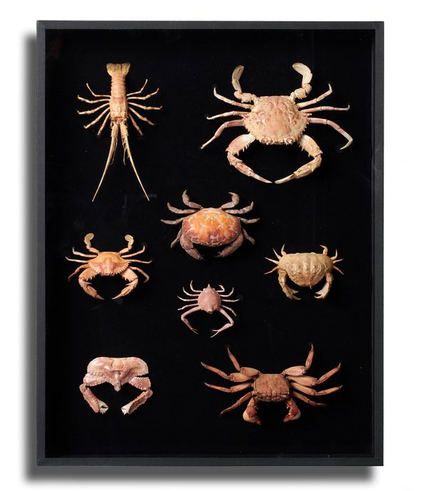 A display of tropical crabs modern 50cm high by 39cm wide