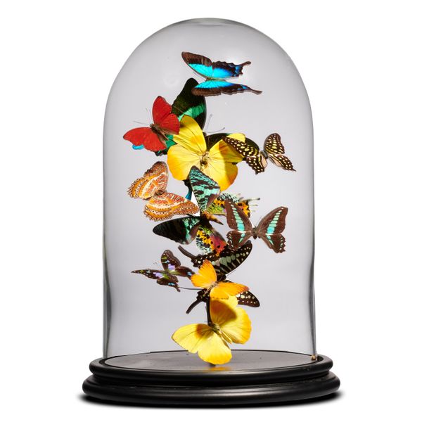 Two butterfly domes modern 37cm high