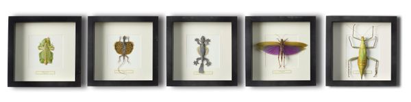 A set of five framed insects and reptiles modern 25cm by 25cm square
