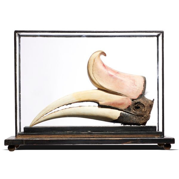 A Victorian Hornbill sp; head in case 29cm high by 46cm wide