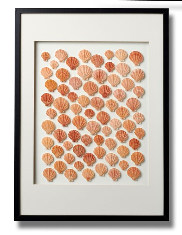 A framed display of scallop shells modern 73cm high by 52cm wide
