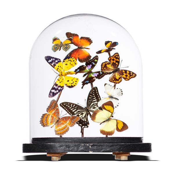 A small dome of mixed colourful tropical butterflies 26cm high